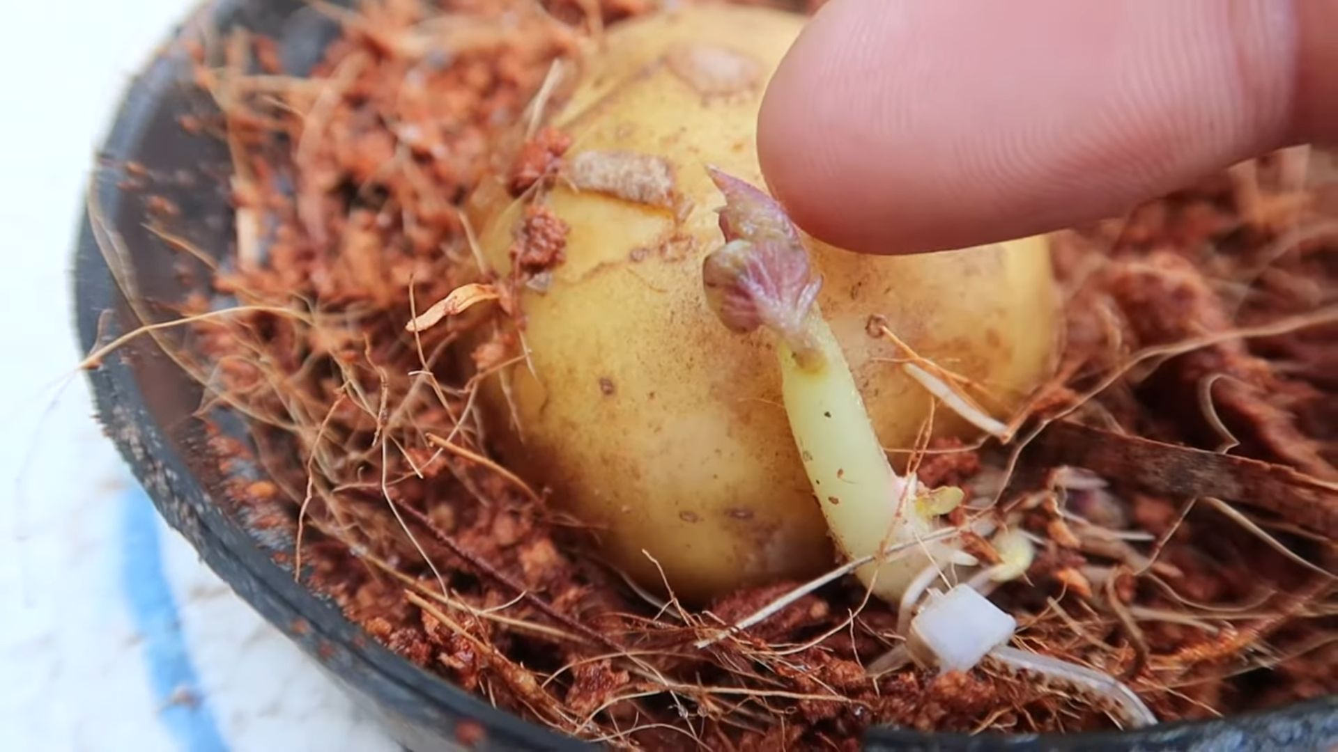 Kartoffeln im Wasser anbauen