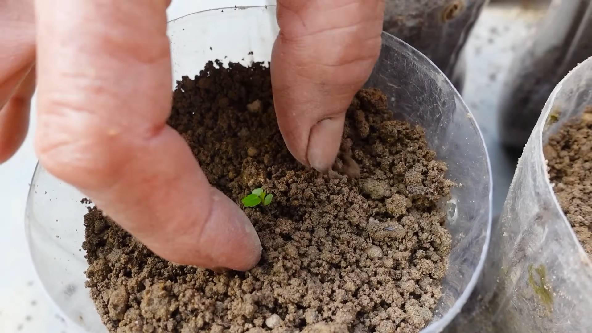 Erdbeeren anbauen zu Hause