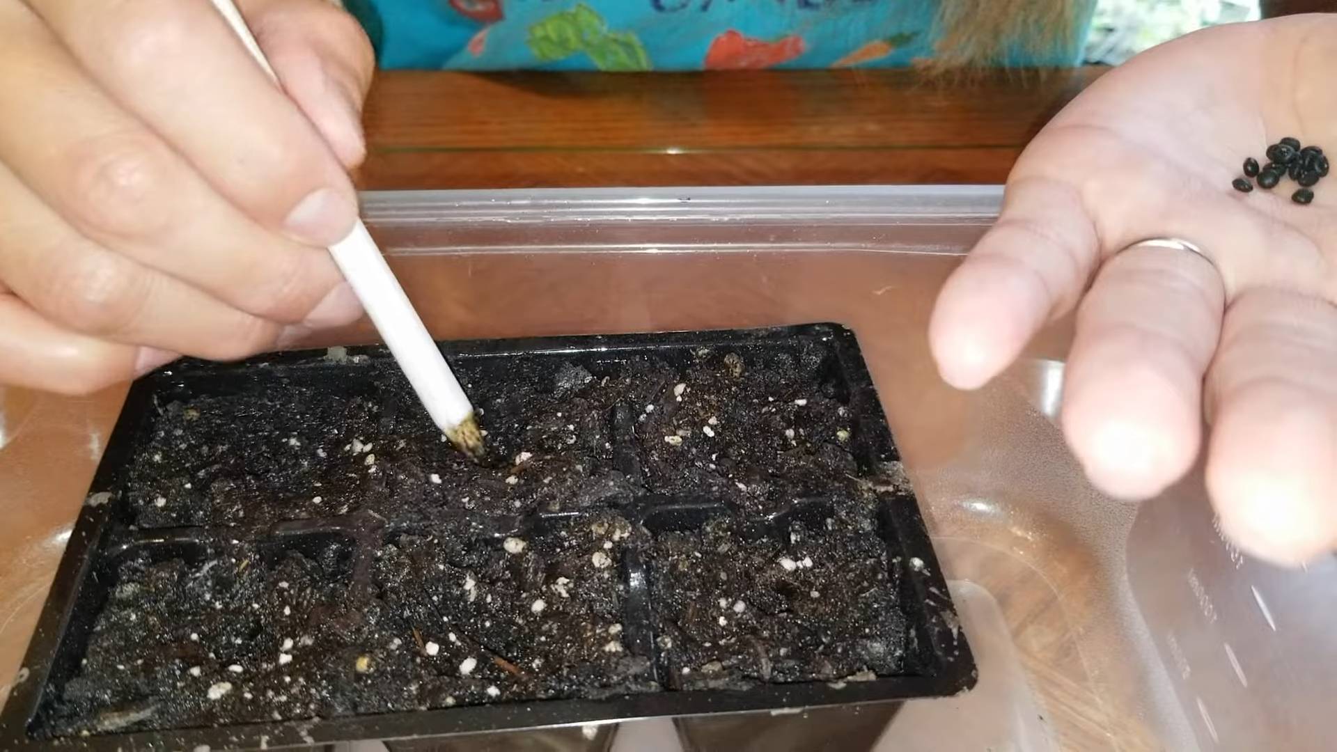 Spargel aus Samen ziehen