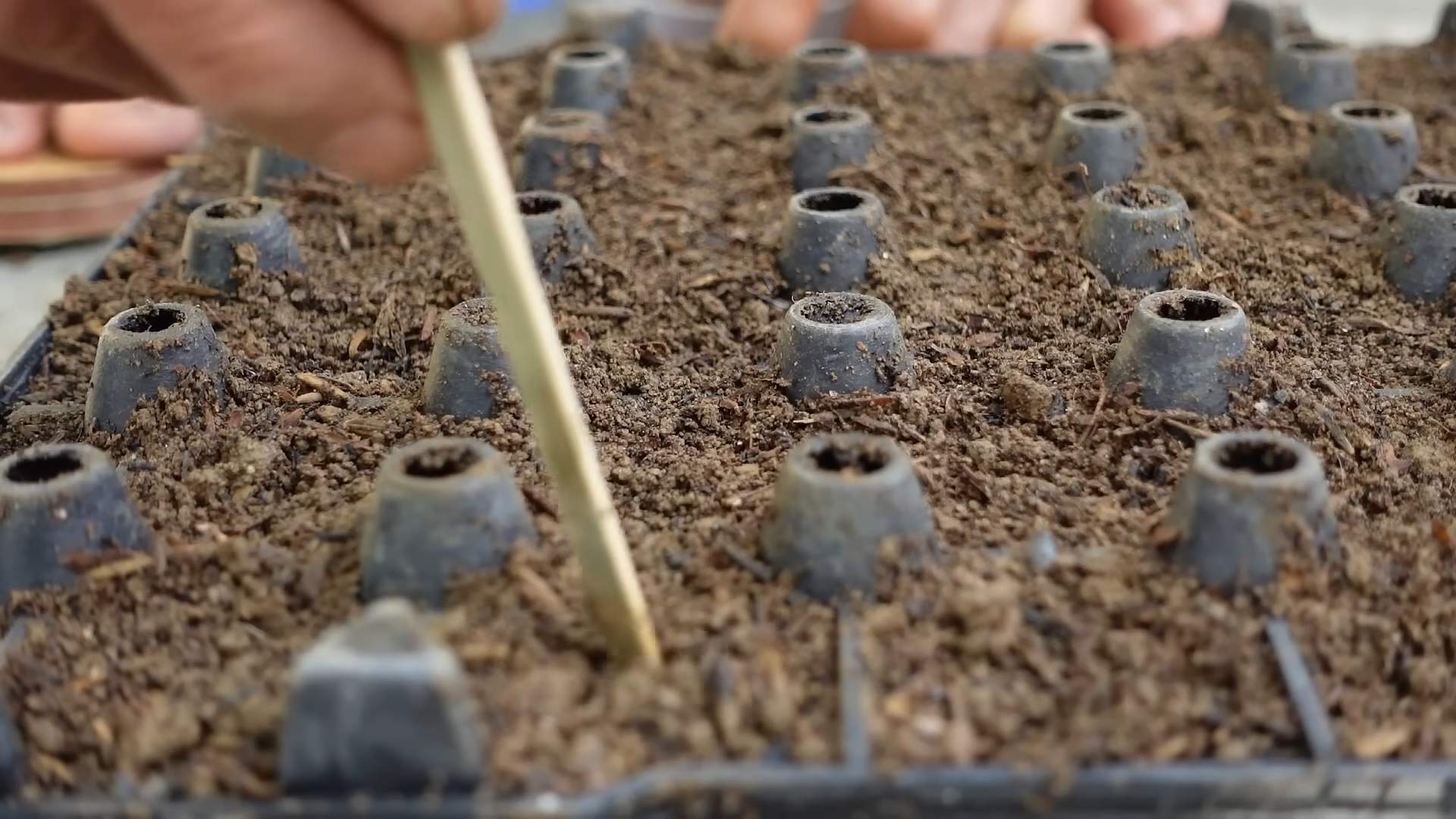 Napa Kohl Anbau im Garten