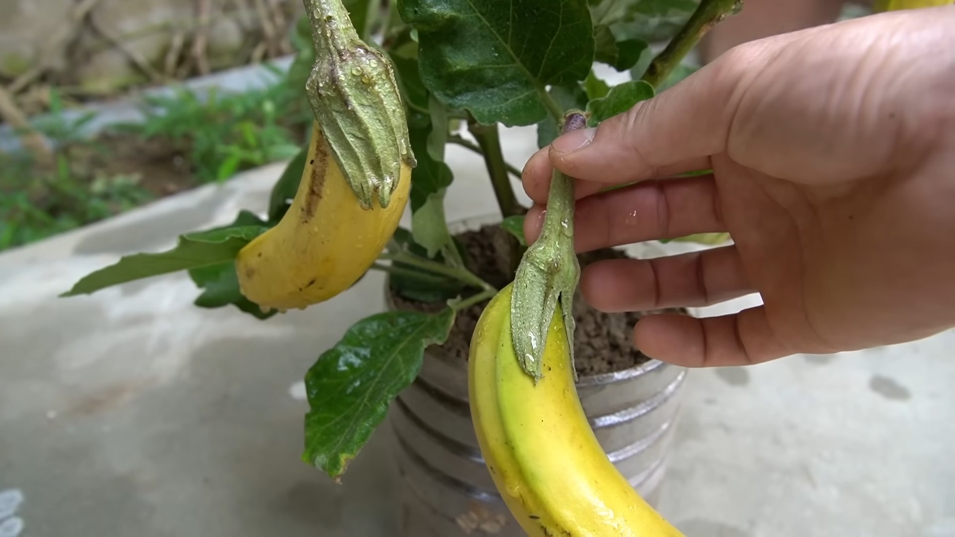 Auberginen anbauen mit Banane