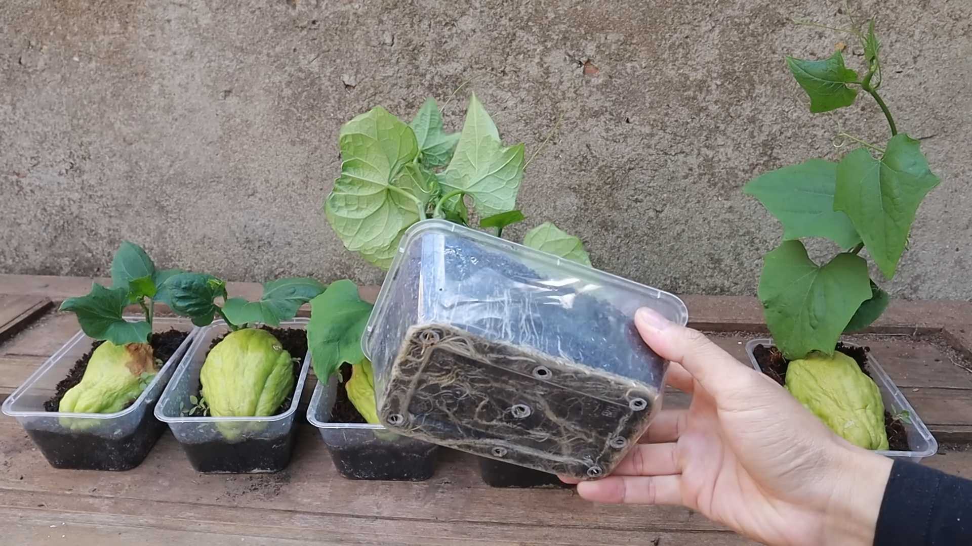 Chayote zu Hause anbauen