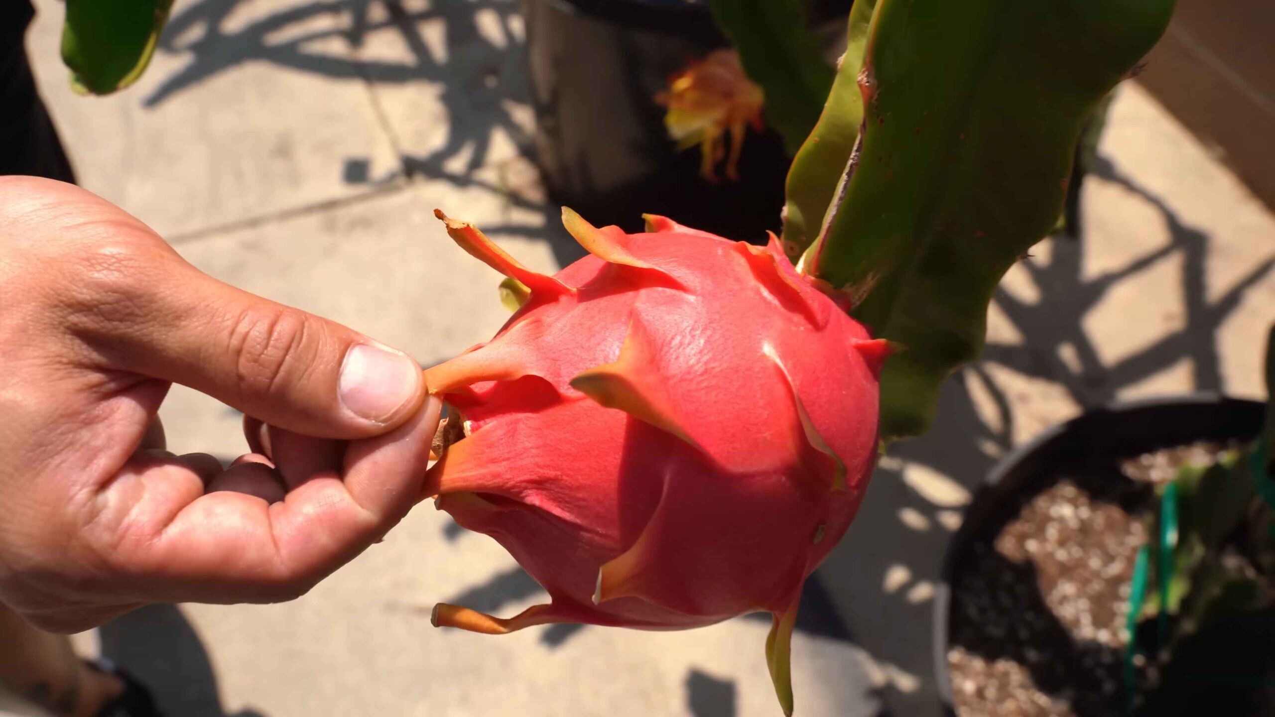 Drachenfrucht Wachstum beschleunigen