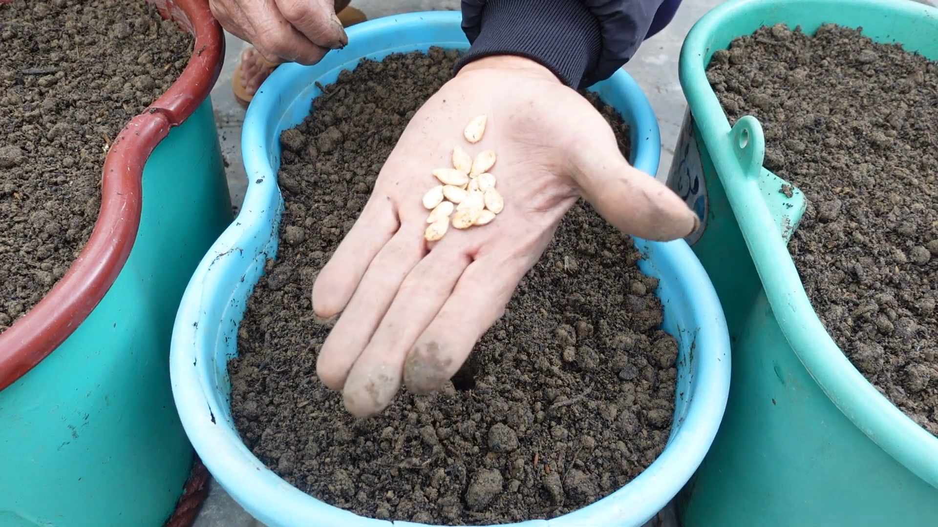 Obst ernten ohne Garten