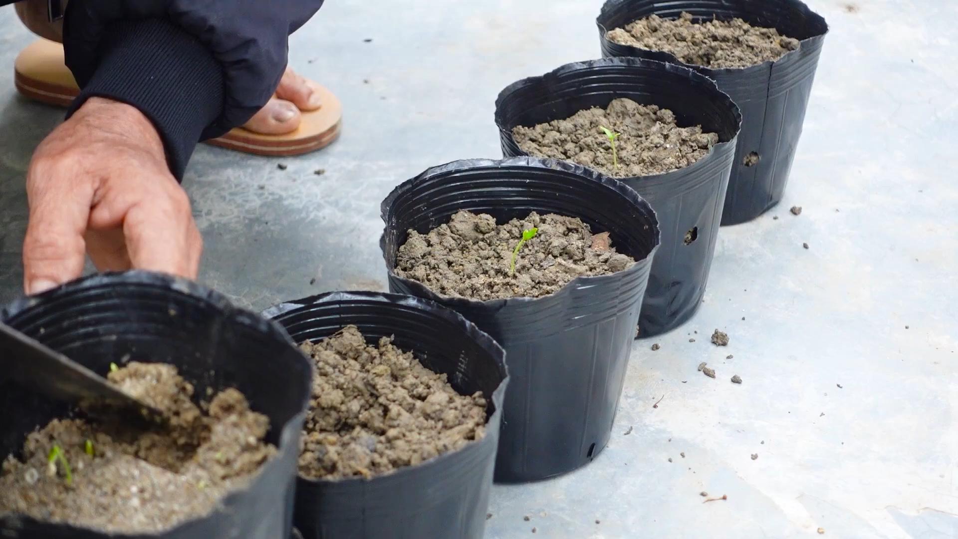 Paprika anbauen einfach gemacht