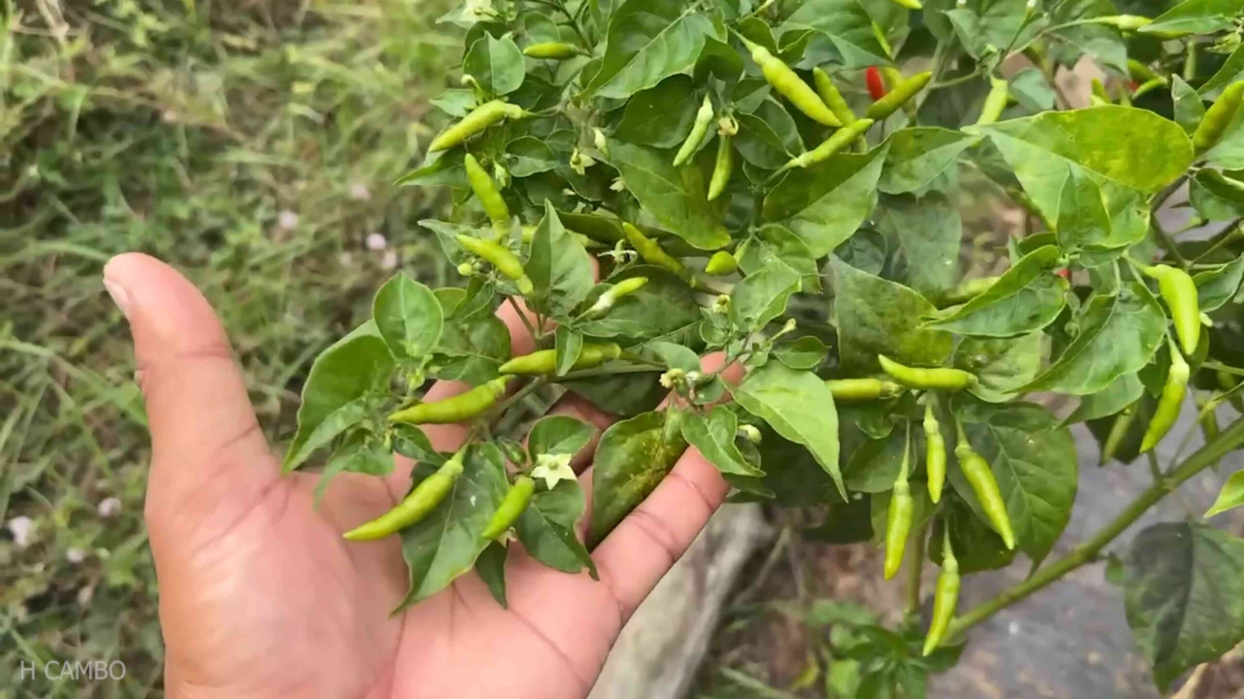 Chili Pflanzen vermehren