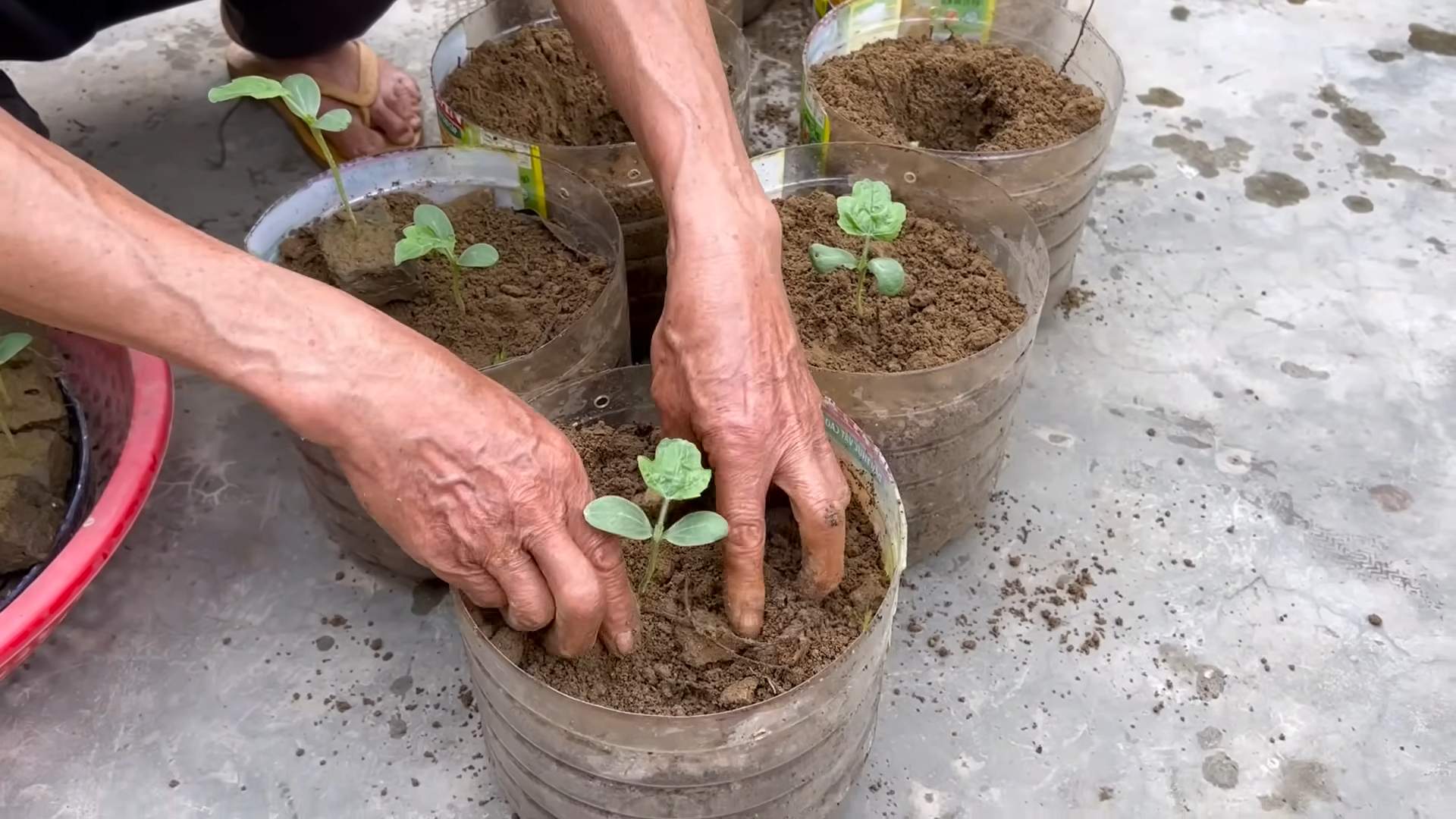 Wassermelone Anbau Tipps Kostenlos