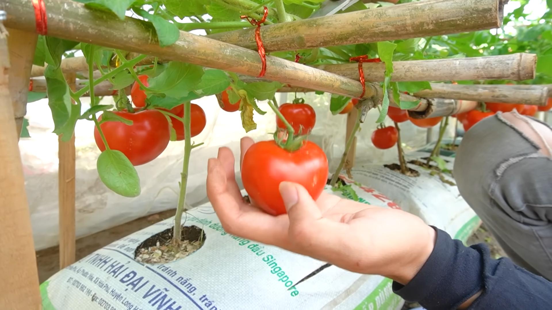 Tomaten Ertrag steigern
