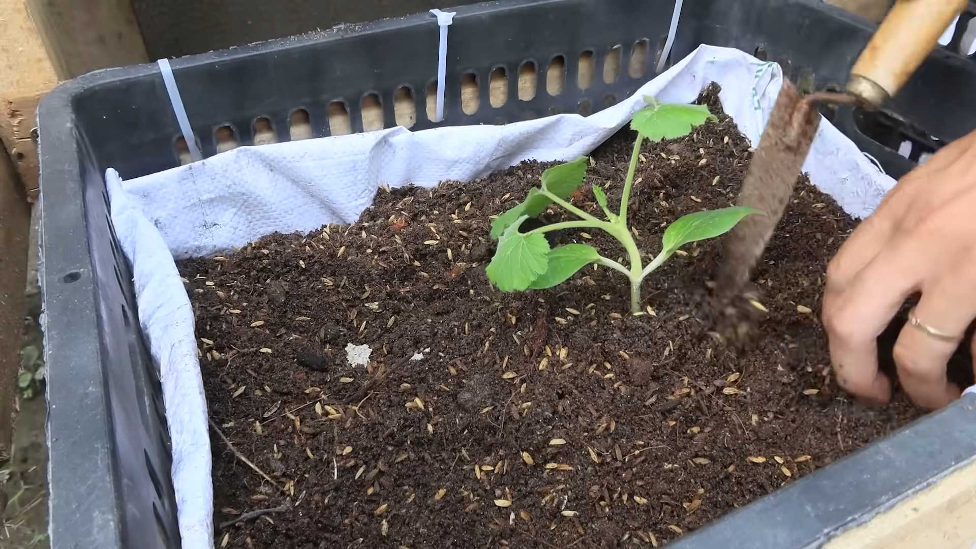 Zucchini Anbau Balkon