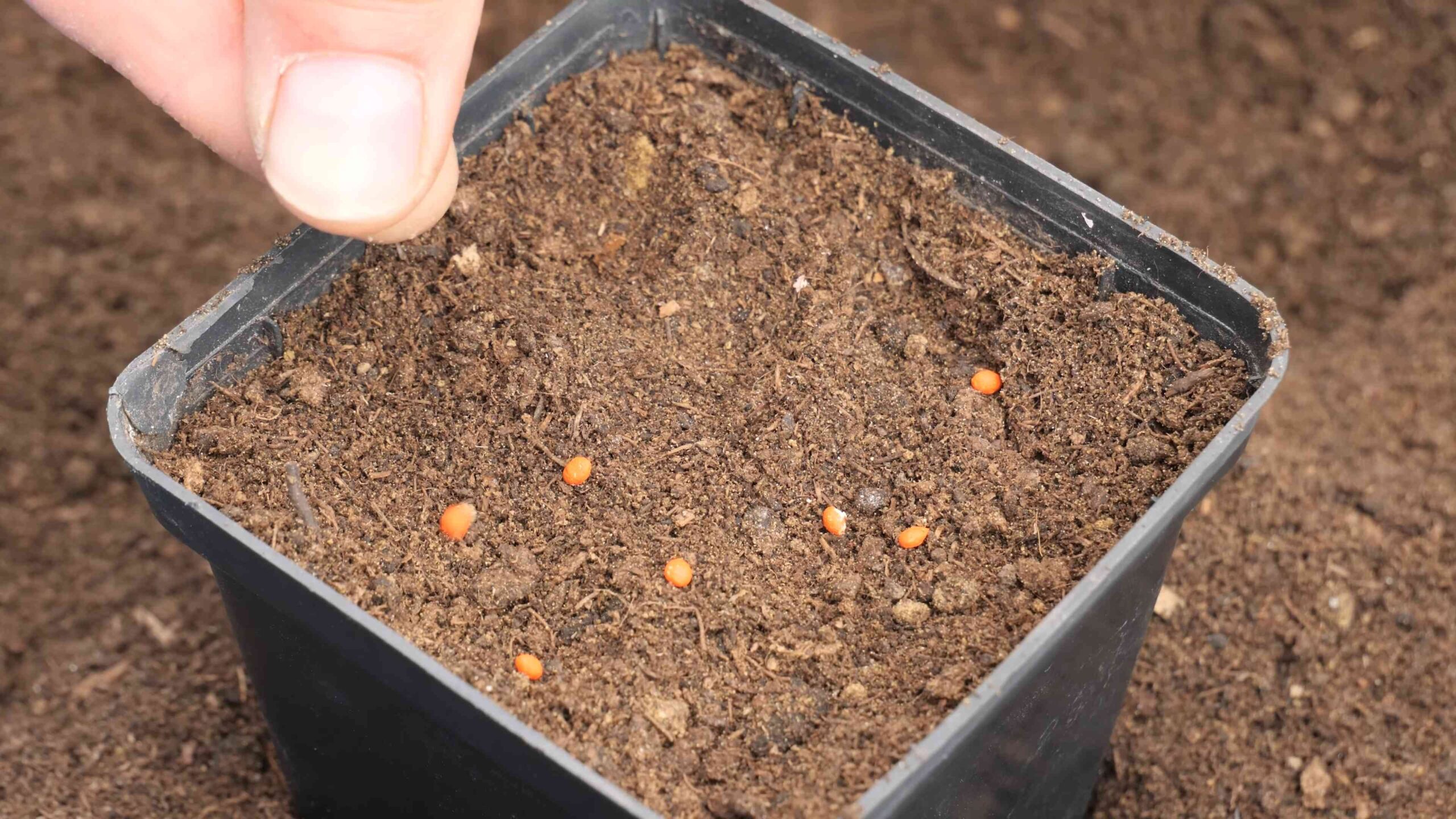 Kirschtomaten im Topf anbauen