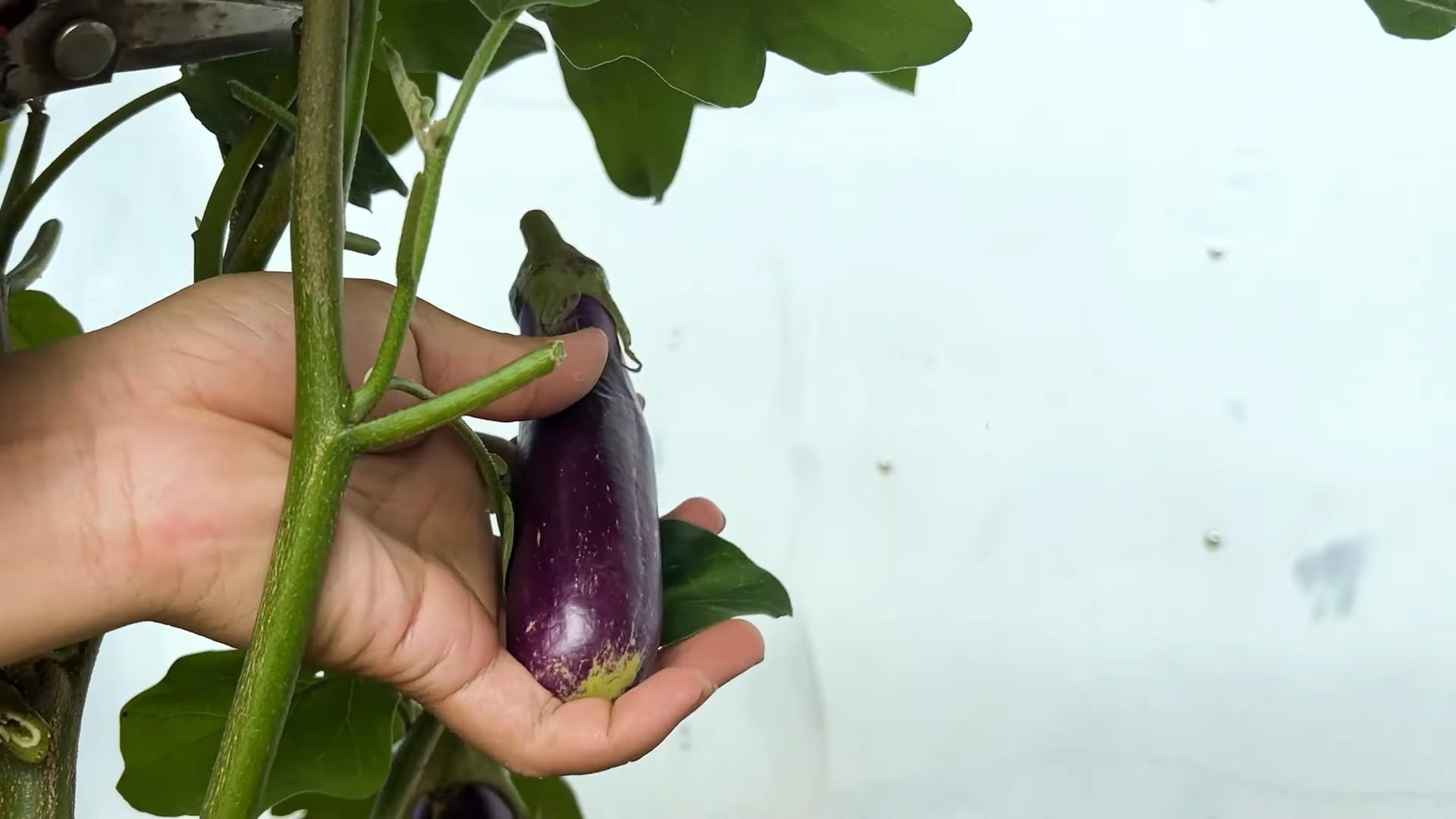 Auberginen Ernte Plastikflaschen Trick
