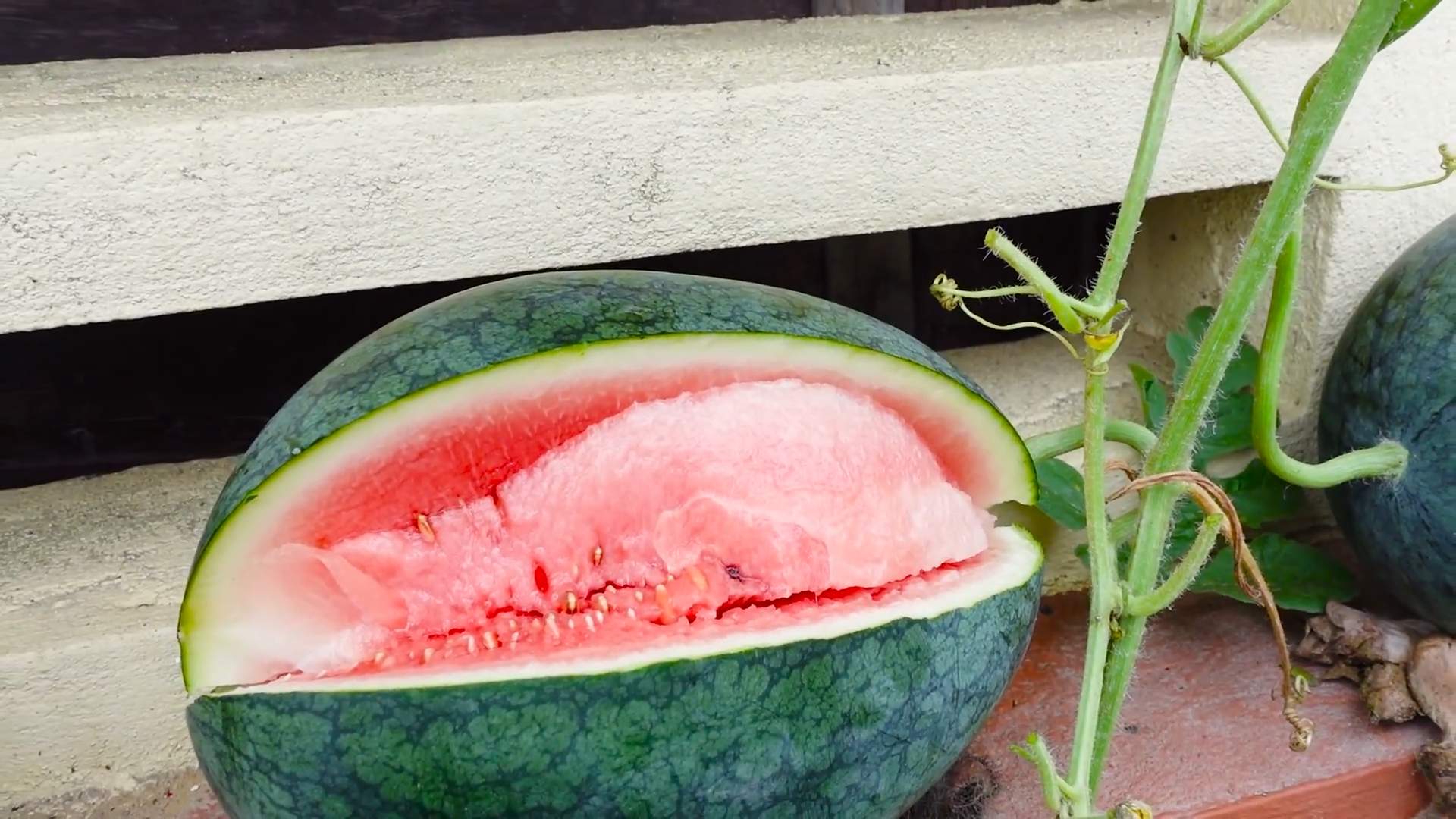 Wassermelone auf dem Dach anbauen