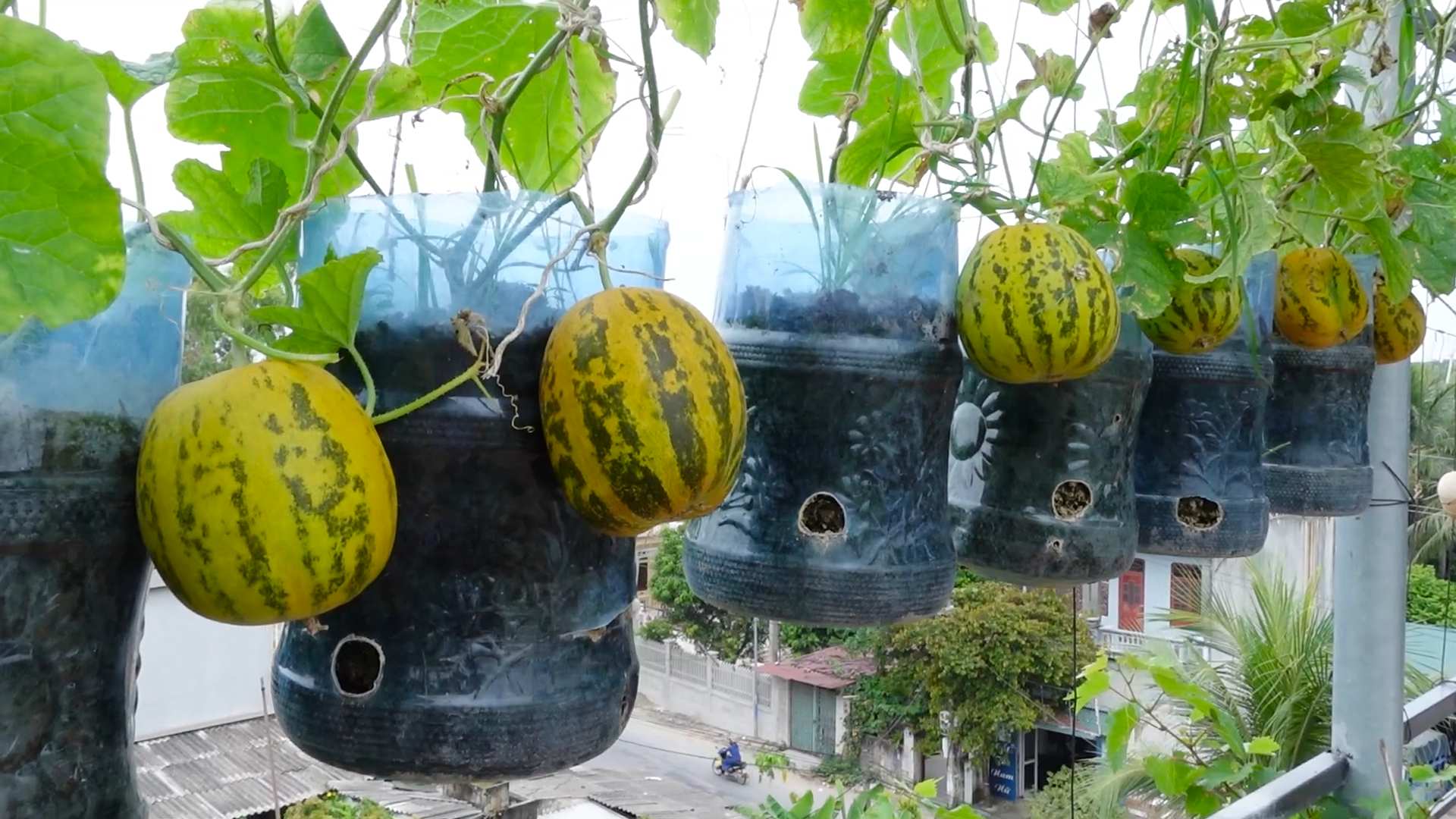 Melonen Anbau zu Hause