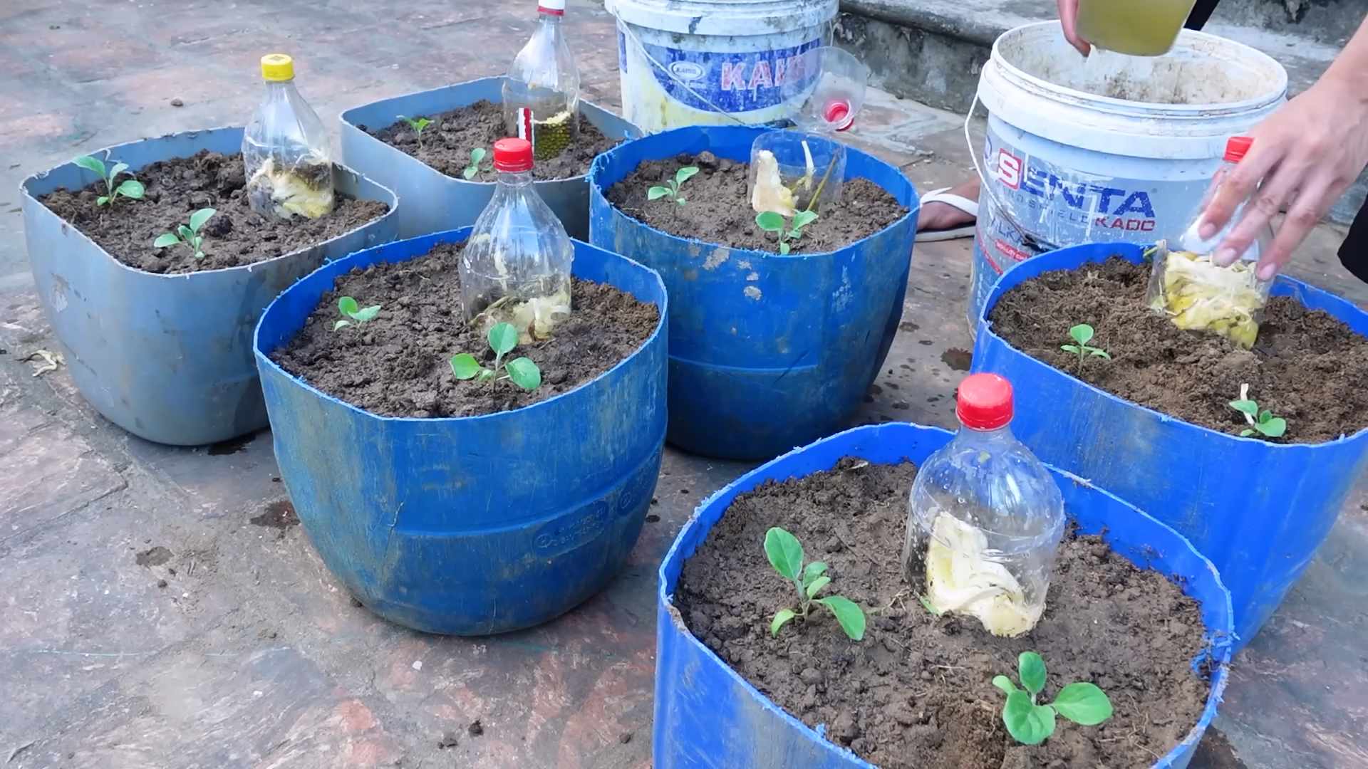 Auberginen Anbauen Einfach Schnell