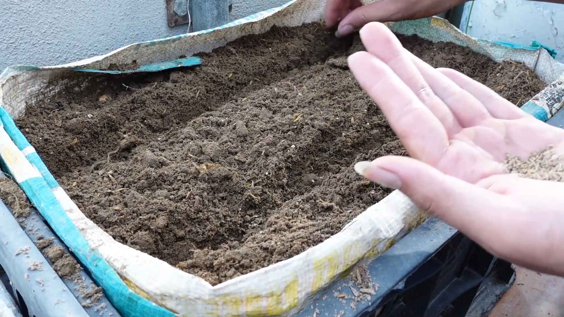 Karotten anbauen: Der beste Zeitpunkt