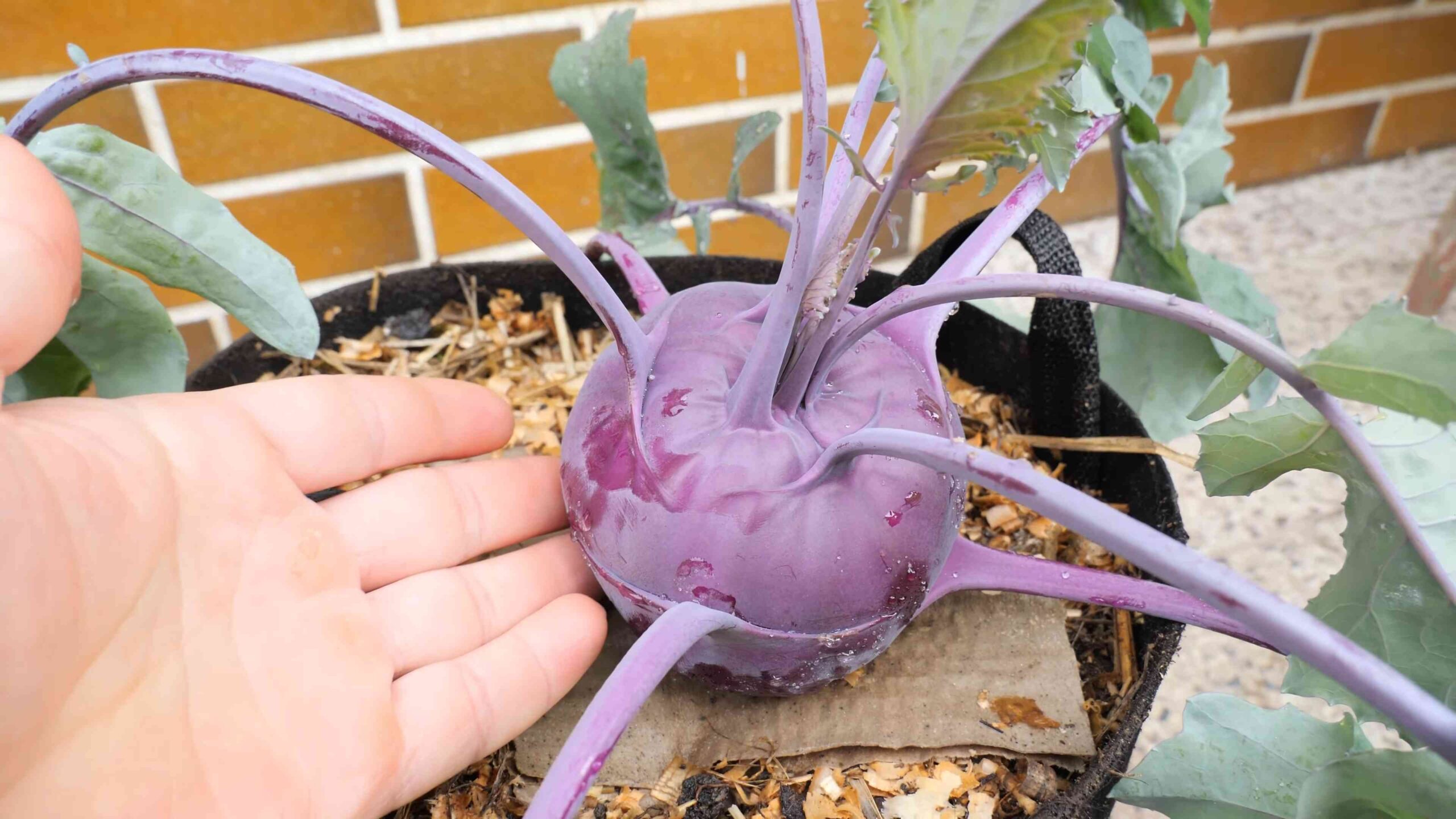 Kohlrabi Anbauen im Garten