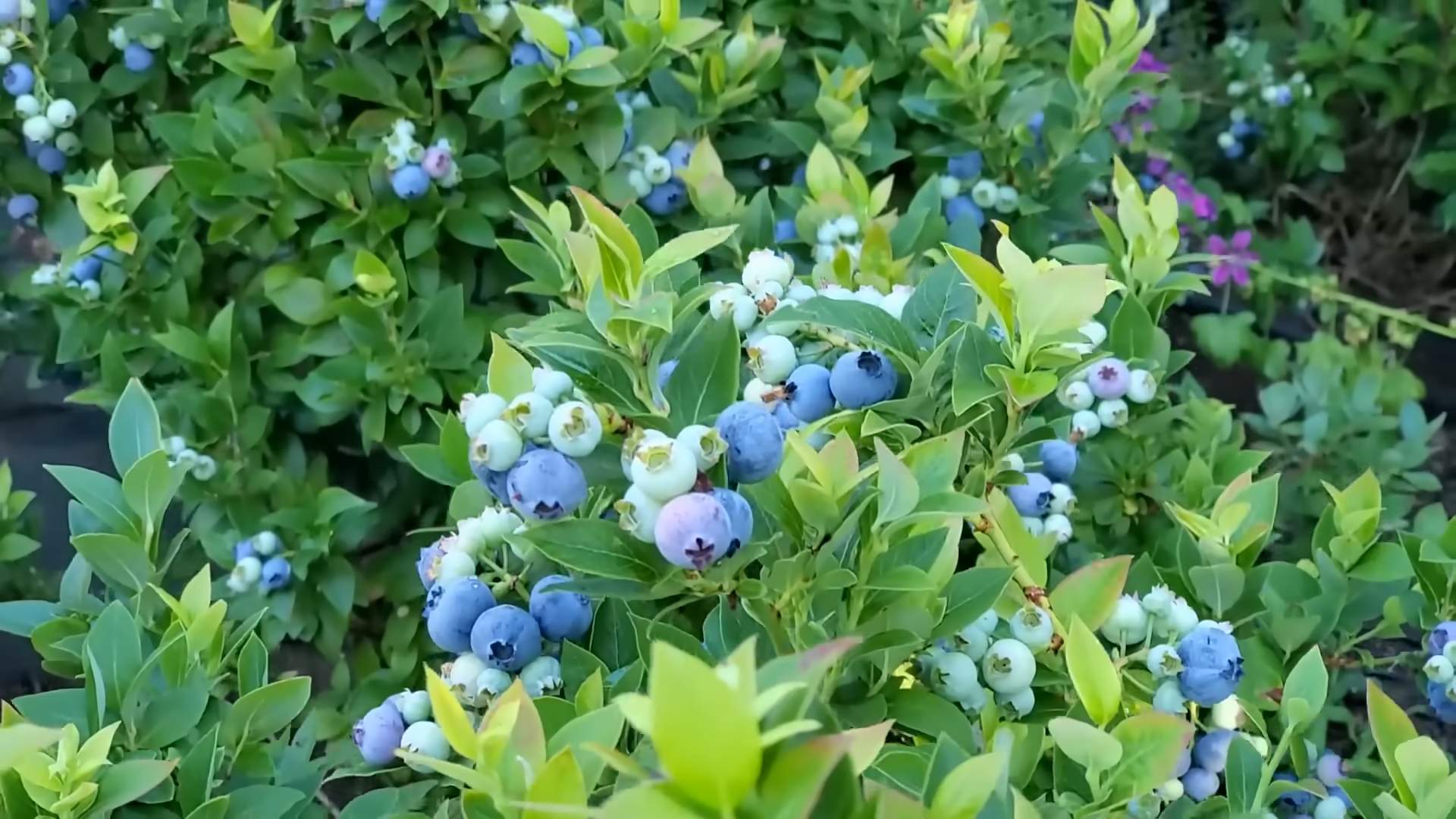 Blaubeeren anpflanzen Tipps