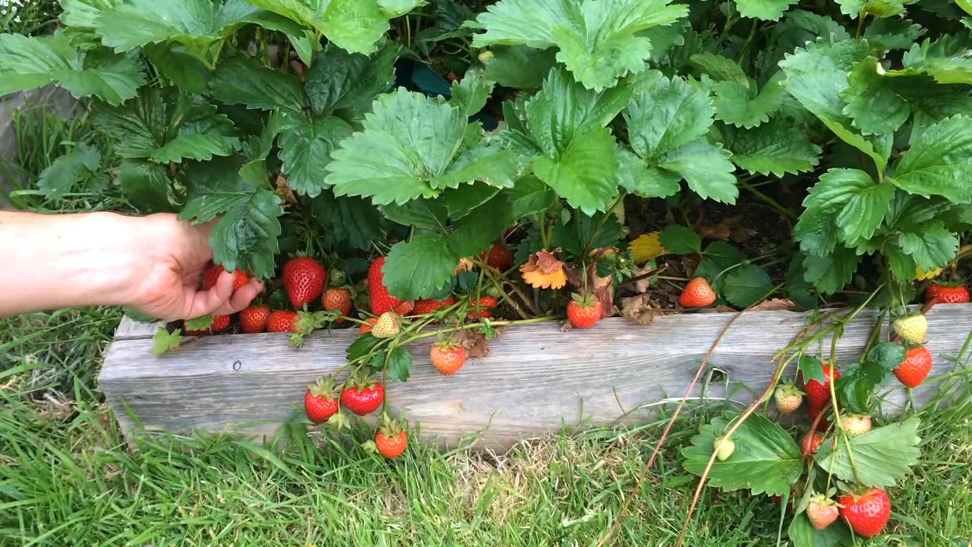 Erdbeeren anbauen: Einfache Anleitung