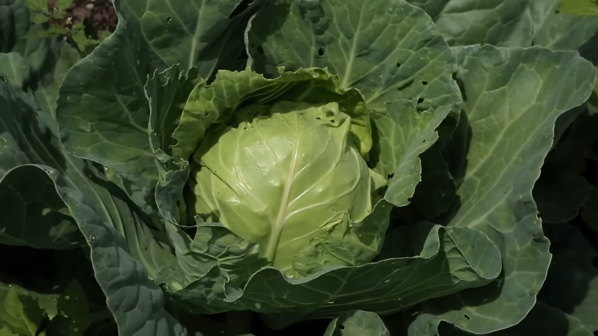 Kohl Anbauen Einfache Anleitung