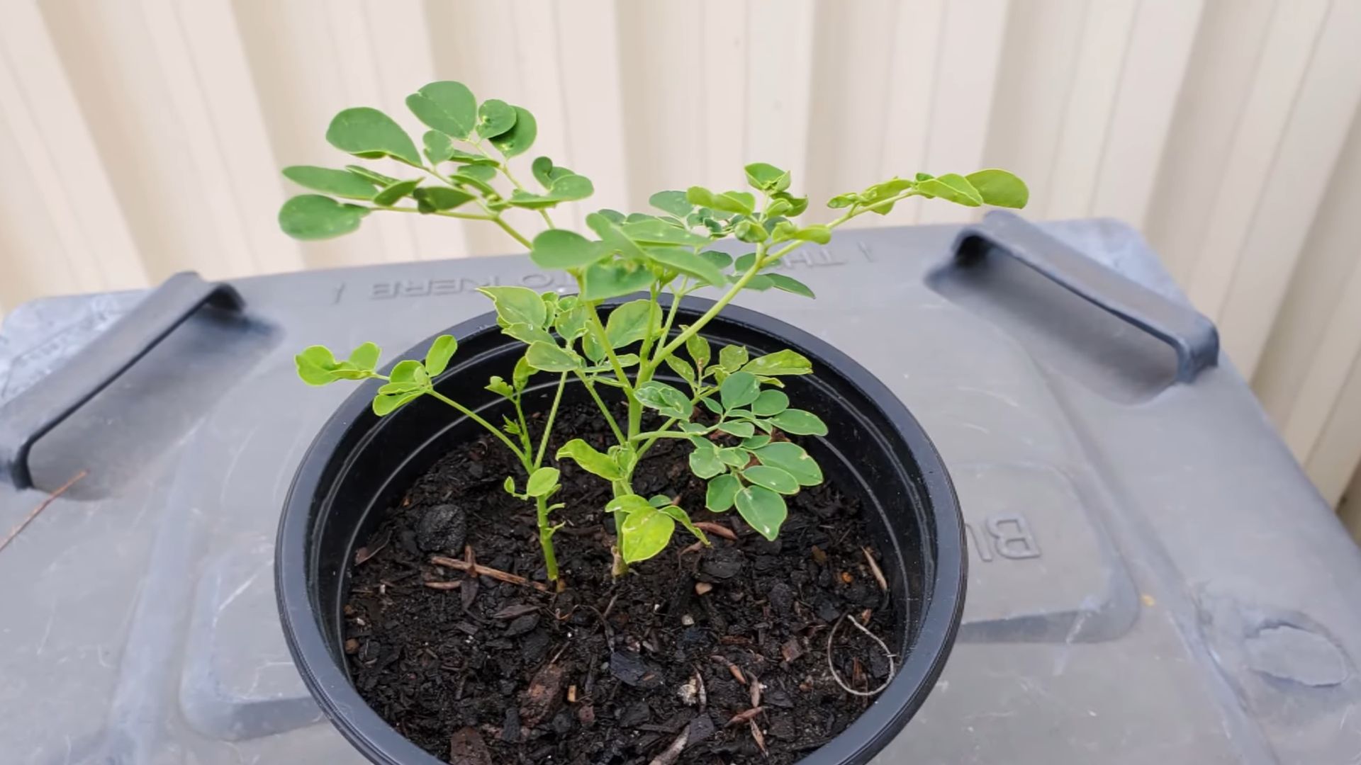 Moringa Blätter pflanzen Anleitung