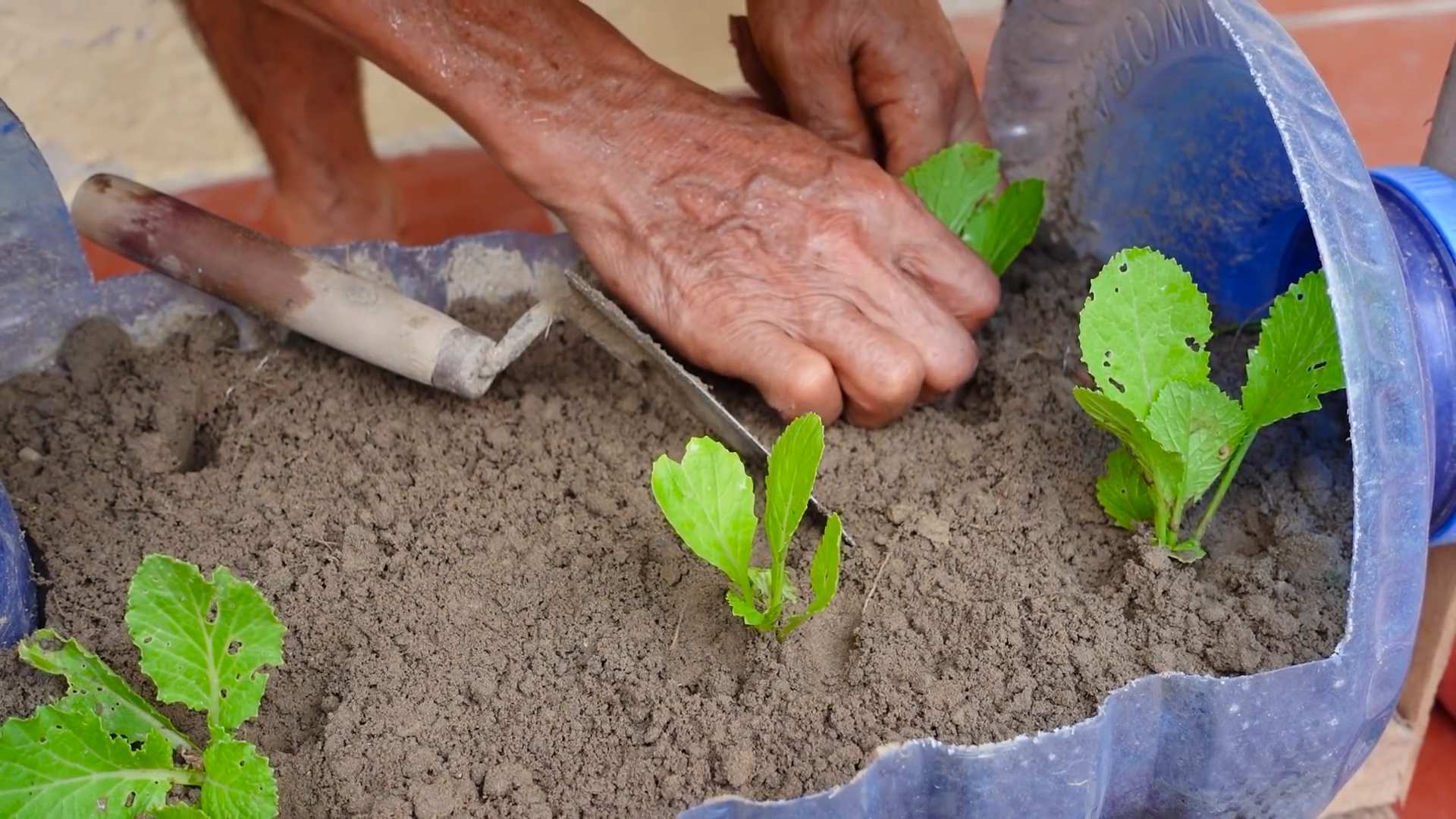 Senfgrün selber anbauen