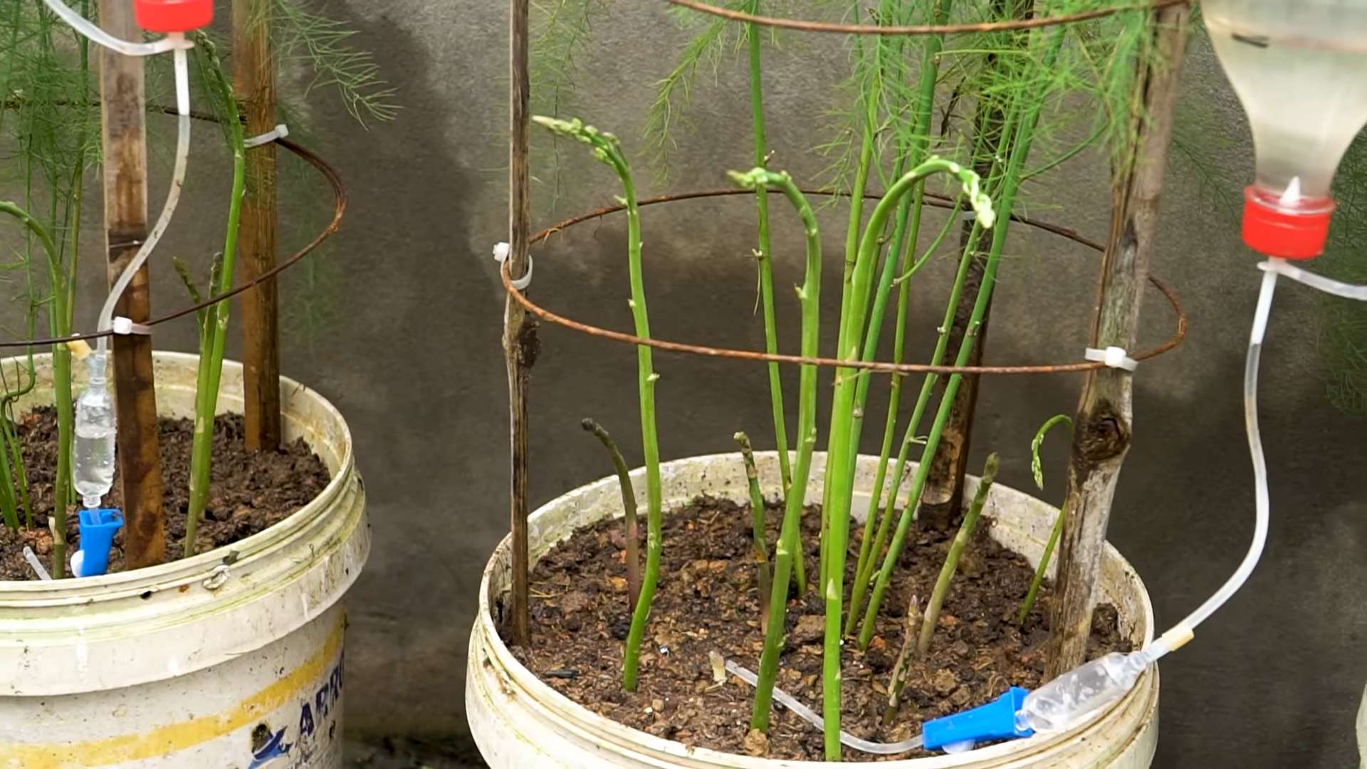 Spargel zu Hause anbauen