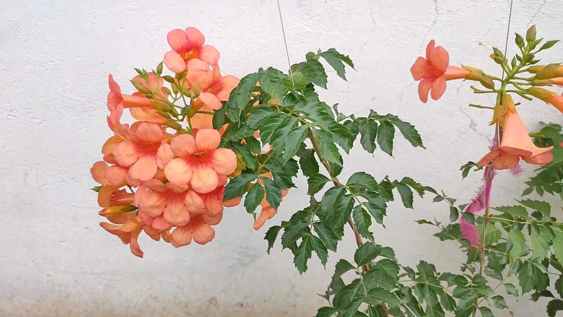 Trompetenblume richtig pflanzen
