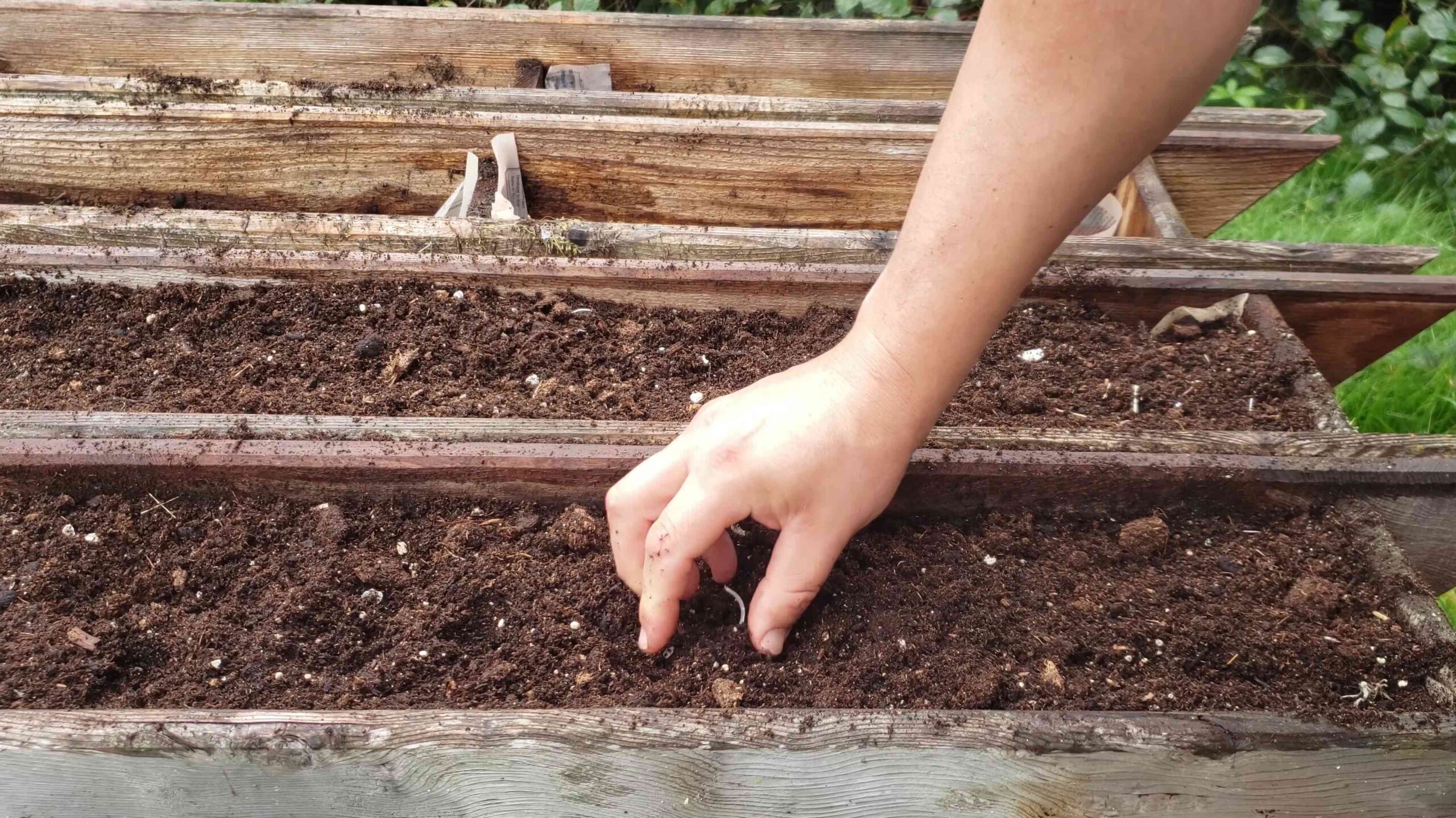 Knoblauch Anbauen Anfänger Anleitung