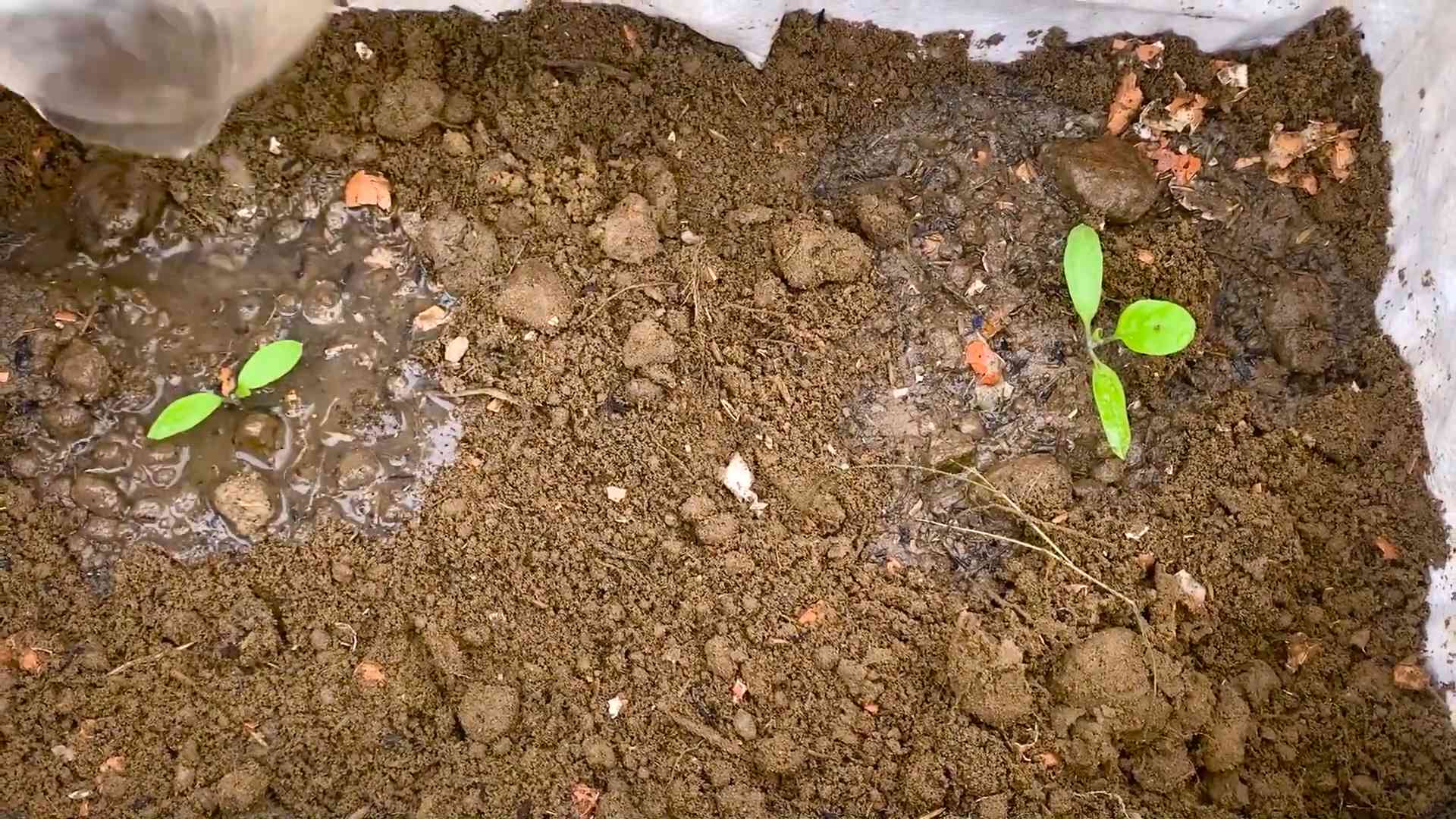 Auberginen Anbau im Garten
