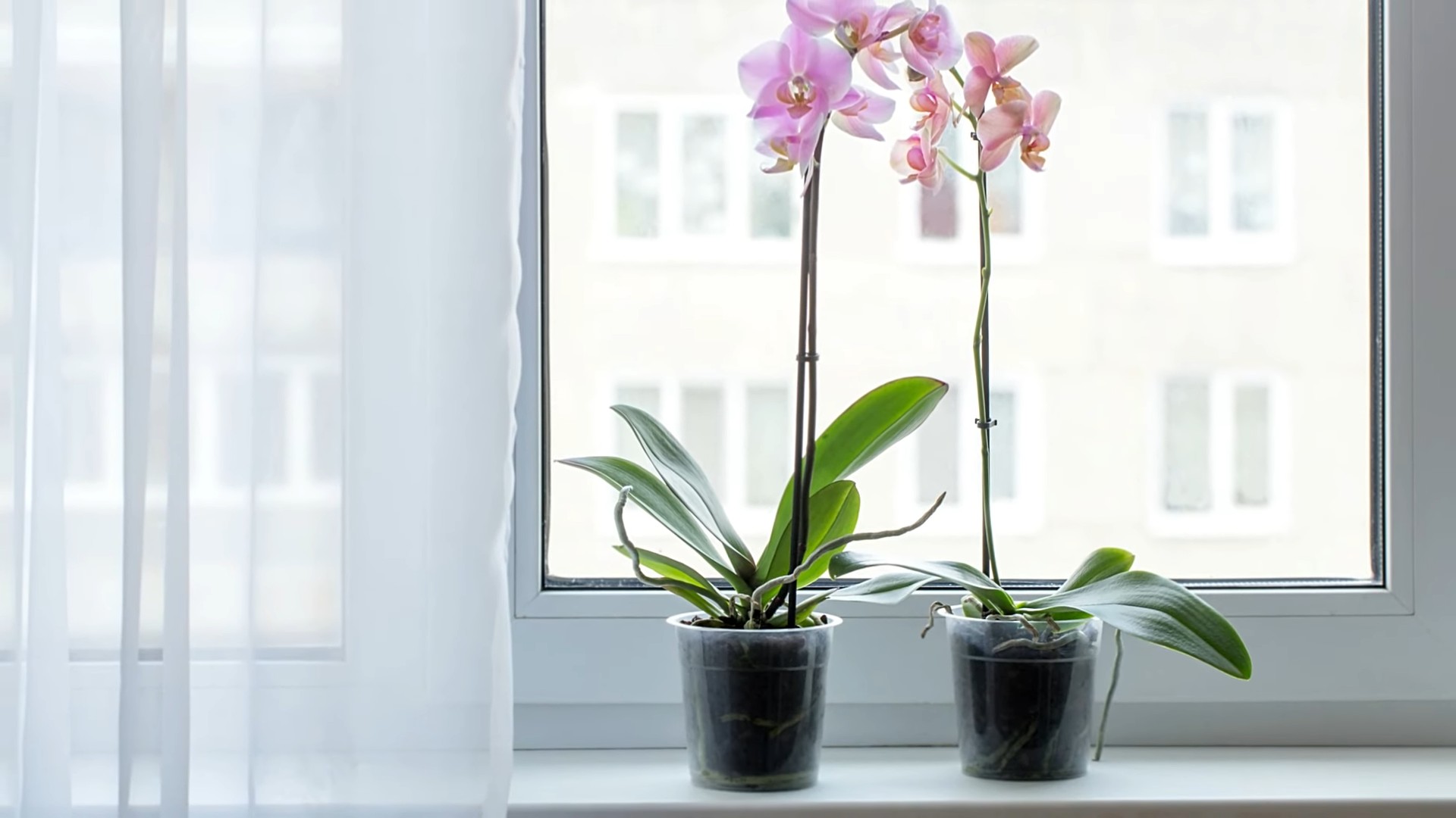 Orchideen richtig pflegen
