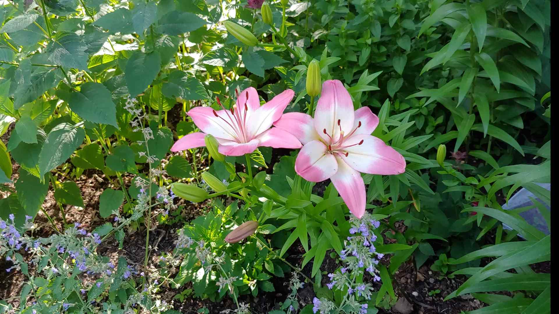 Lilien anbauen Tipps