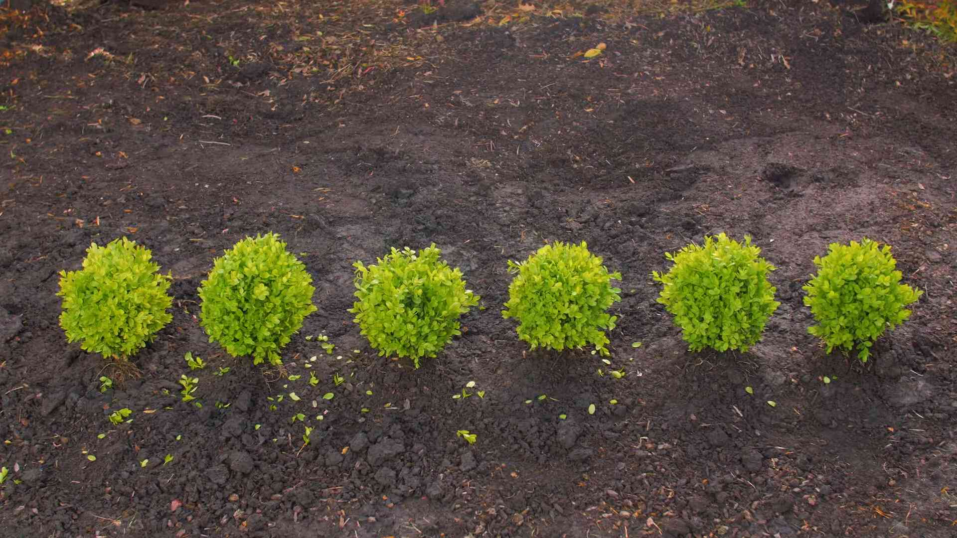 Buchsbaumhecke Pflanzen Anleitung