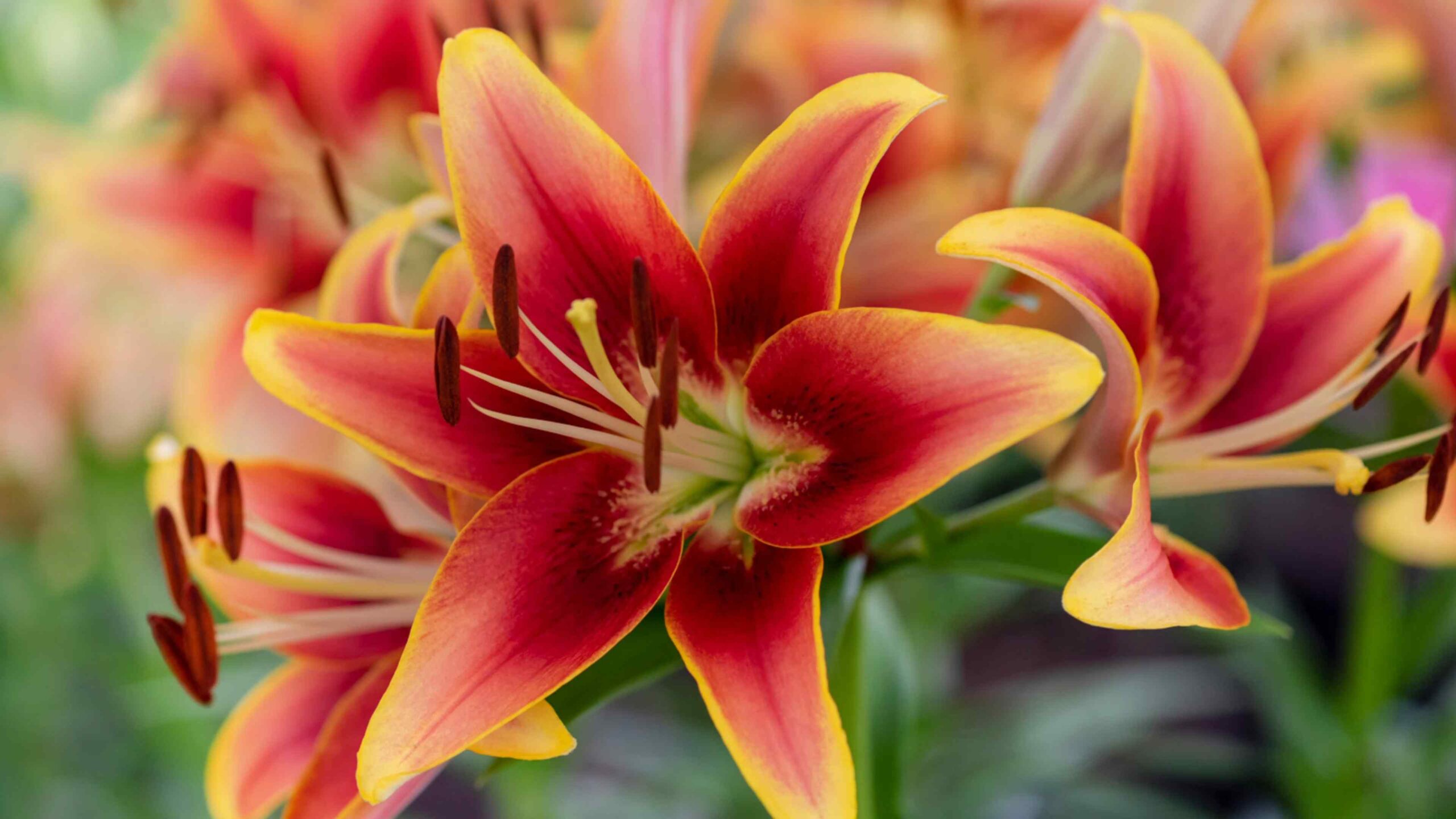 Lilien richtig pflanzen und pflegen