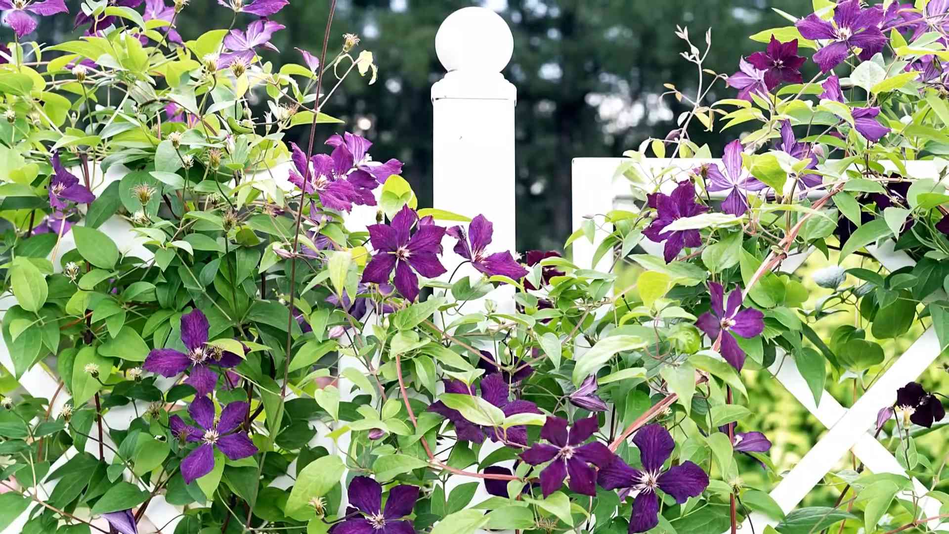 Clematis richtig pflanzen und pflegen
