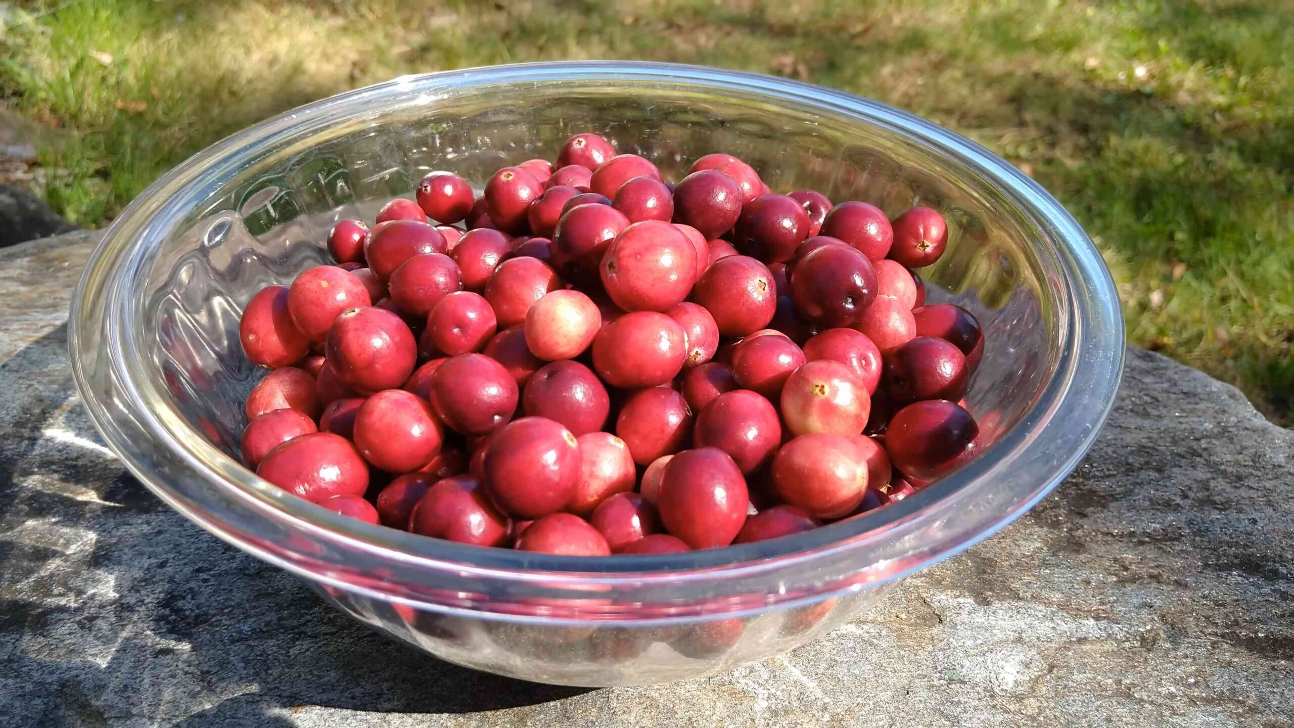 Cranberries zu Hause anbauen