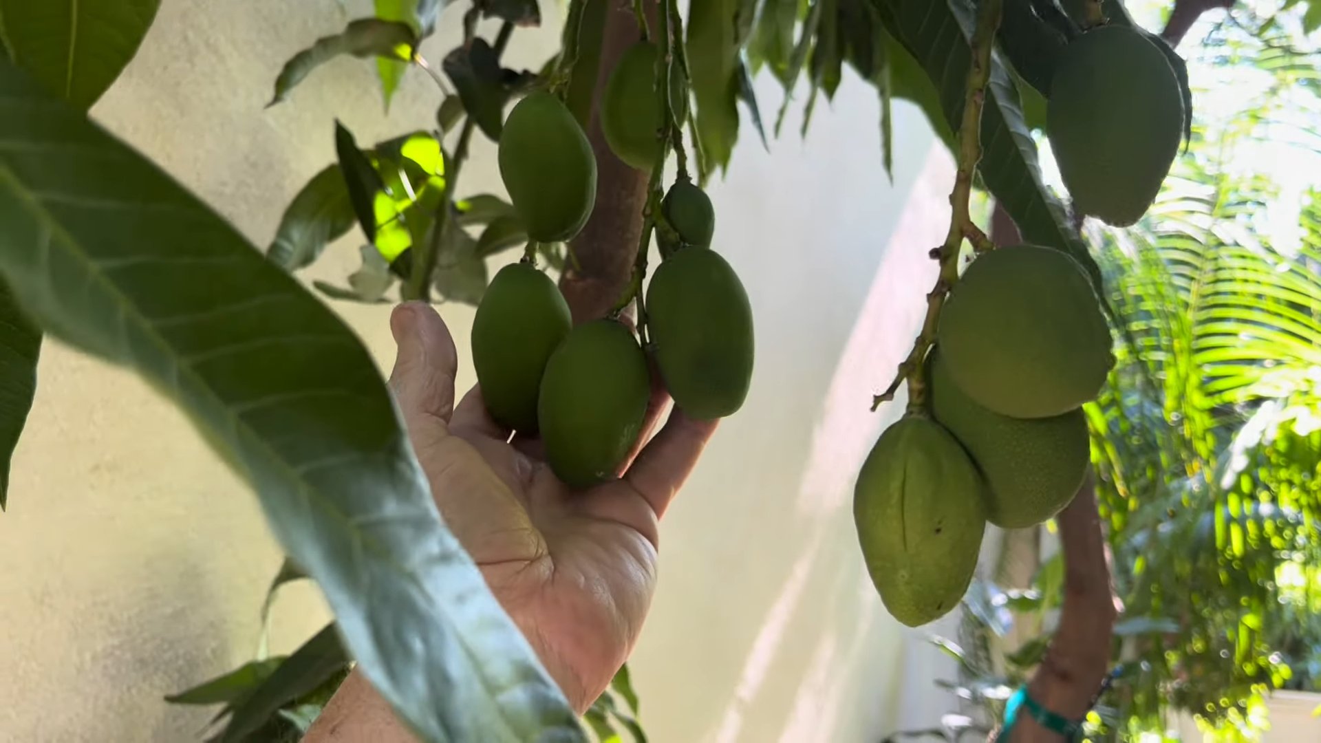 Mango Baum Anbau